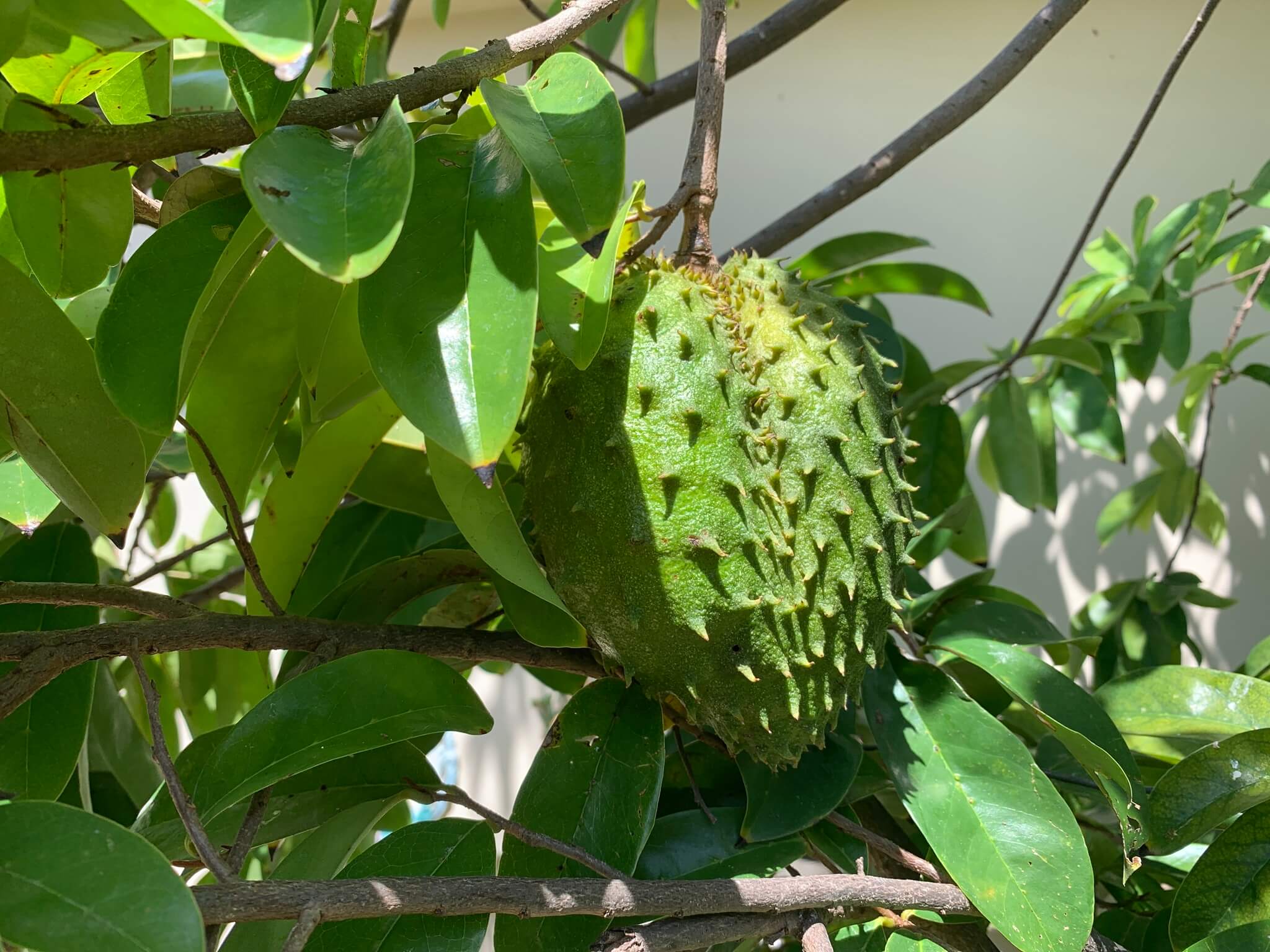 Annona muricata